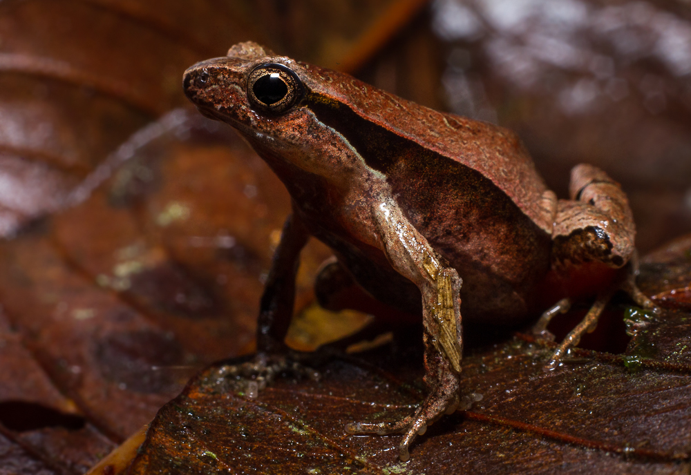 Ubatuba Dwarf Frog