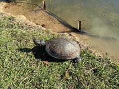 Trachemys scripta elegans