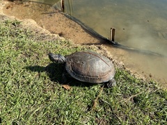 Trachemys scripta elegans