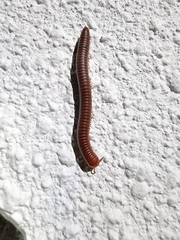 Trigoniulus corallinus