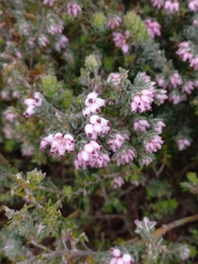 Erica ocellata