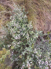 Erica ocellata