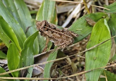 Rhinella ornata