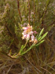 Erica dianthifolia