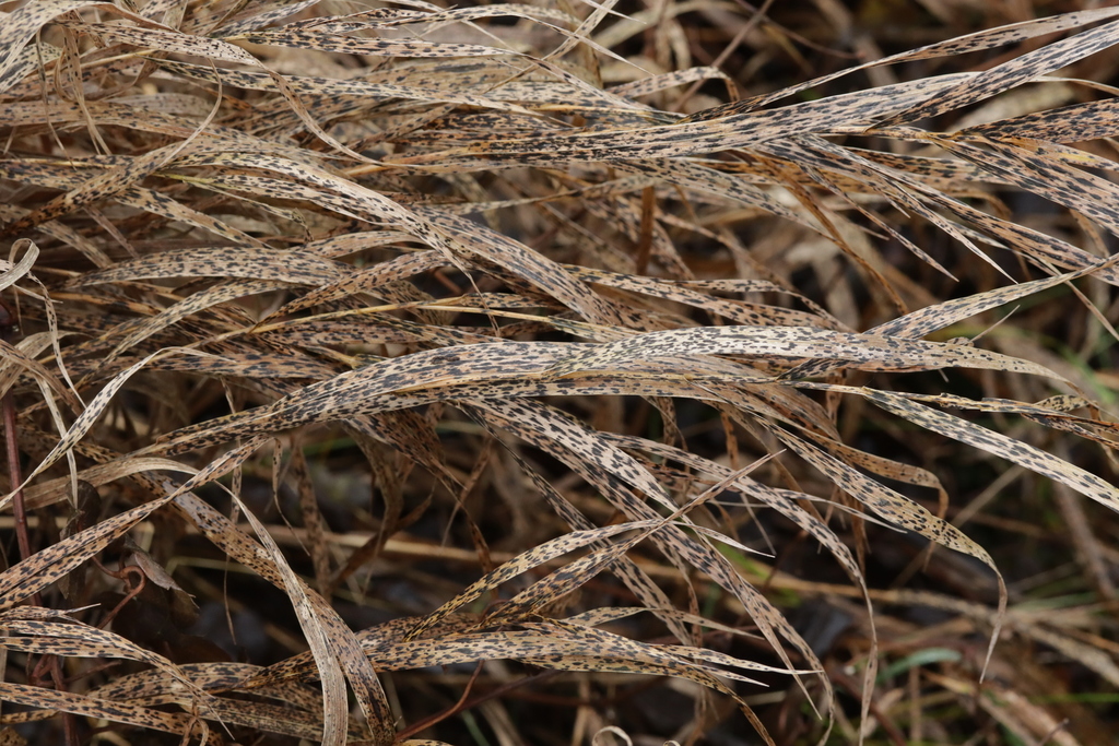 Phyllachora graminis from Duisburg, NordrheinWestfalen, Germany on