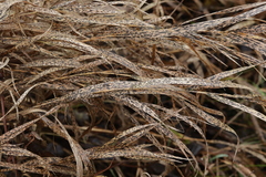 Phyllachora graminis