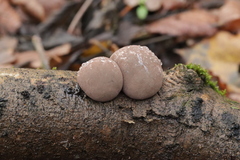 Daldinia concentrica