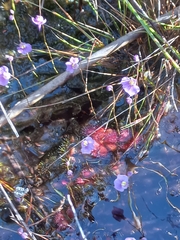 Utricularia welwitschii