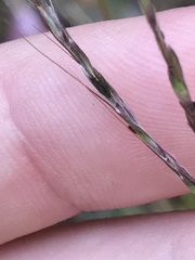 Claviceps pusilla