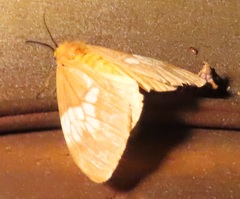 Palasea albimacula