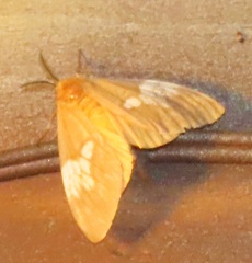 Palasea albimacula