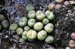 Conophytum ficiforme