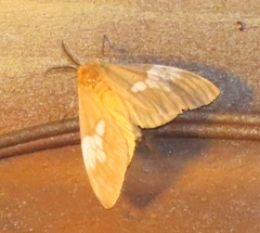 Palasea albimacula