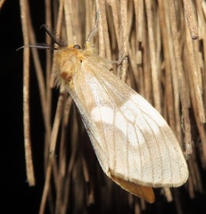 Palasea albimacula