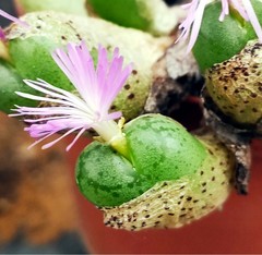 Conophytum ficiforme