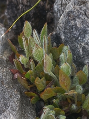Centella montana