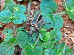 Polytomus marginatus