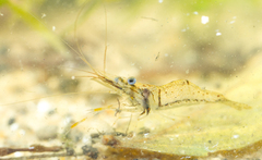 Palaemon pandaliformis