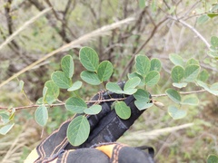 Desmodium orbiculare