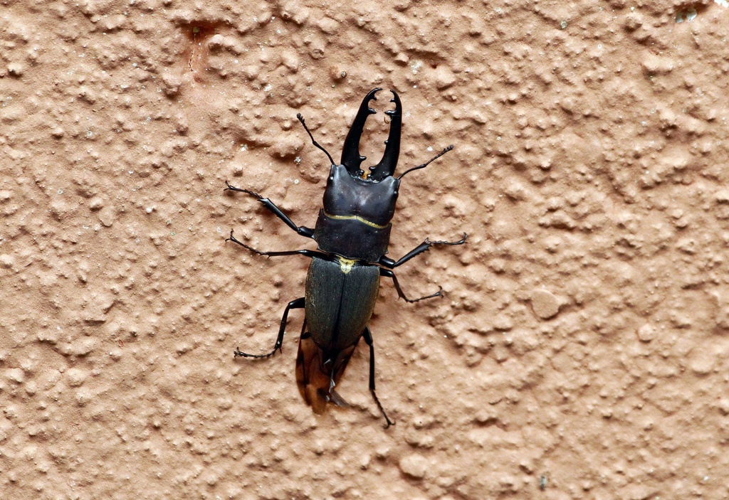 Leptinopterus suturalis