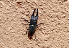 Leptinopterus