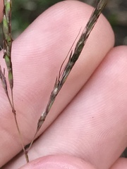 Claviceps pusilla