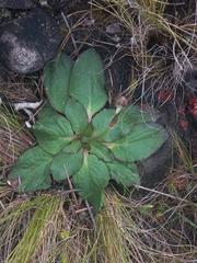 Hermas ciliata