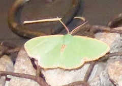 Heterorachis devocata