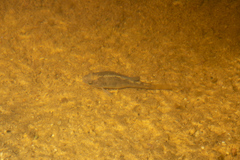 Cyprinodon macularius