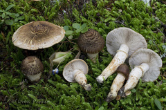 Tricholoma badicephalum