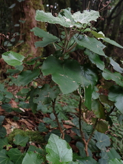 Pericallis appendiculata image