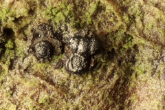 Quaternaria quaternata