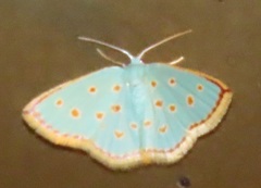 Comostolopsis stillata