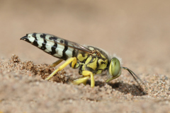 Bembix citripes