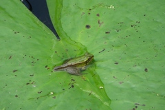 Pelophylax fukienensis