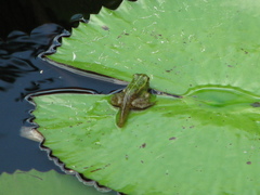 Pelophylax fukienensis