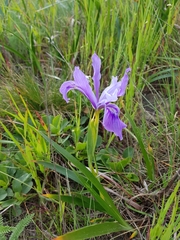 Iris macrosiphon