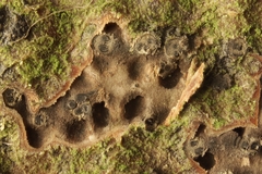 Quaternaria quaternata