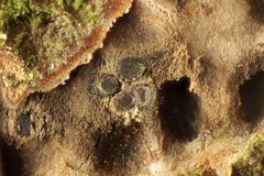 Quaternaria quaternata