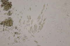 Quaternaria quaternata