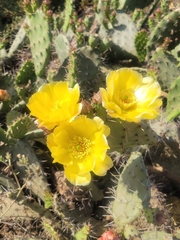 Opuntia