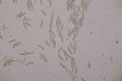 Quaternaria quaternata