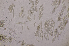 Quaternaria quaternata