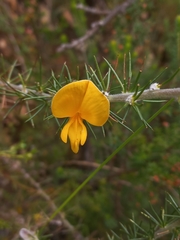 Aspalathus spectabilis