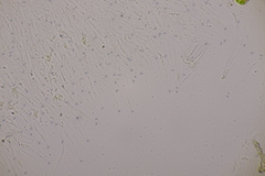 Quaternaria quaternata