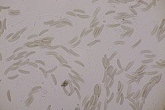 Quaternaria quaternata