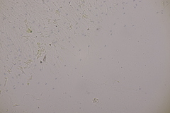 Quaternaria quaternata