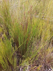 Platycaulos compressus