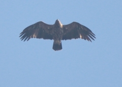 Aquila nipalensis