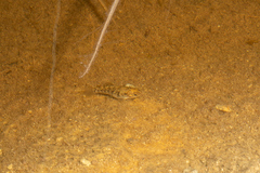 Cyprinodon macularius